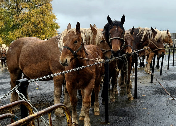 Fay-sur-Lignon, Foire de chevaux - vagabondphotos.ch