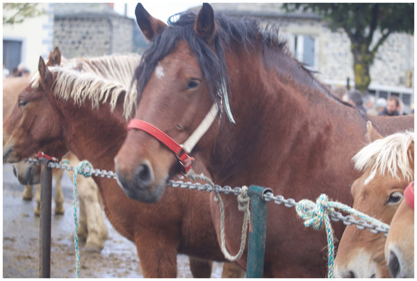 Fay-sur-Lignon, Foire de chevaux - vagabondphotos.ch