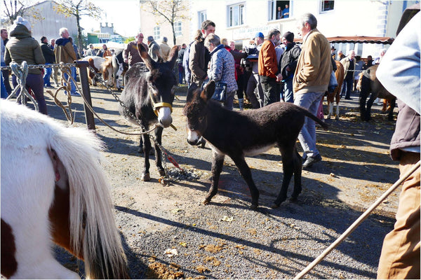 Fay-sur-Lignon, Foire de chevaux. - vagabondphotos.ch