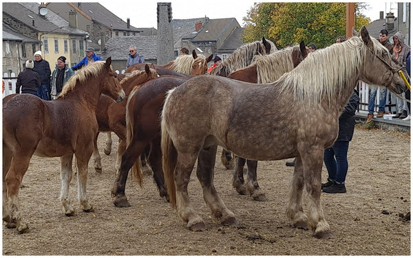 Fay-sur-Lignon, Foire de chevaux - vagabondphotos.ch