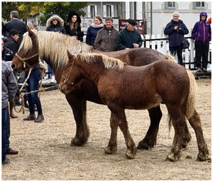 Fay-sur-Lignon, Foire de chevaux - vagabondphotos.ch