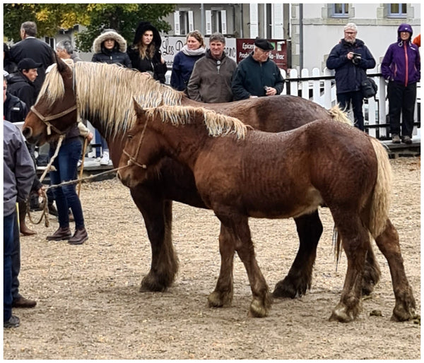 Fay-sur-Lignon, Foire de chevaux - vagabondphotos.ch