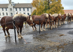 Fay-sur-Lignon, Foire de chevaux - vagabondphotos.ch