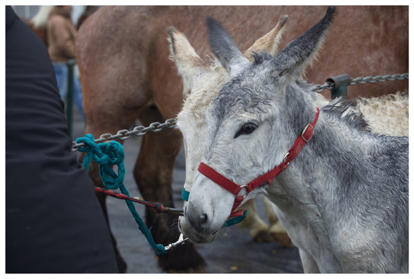 Fay-sur-Lignon, Foire de chevaux - vagabondphotos.ch