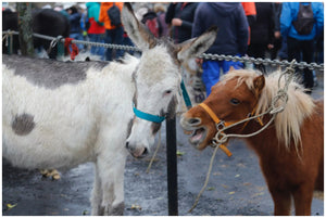 Fay-sur-Lignon, Foire de chevaux - vagabondphotos.ch