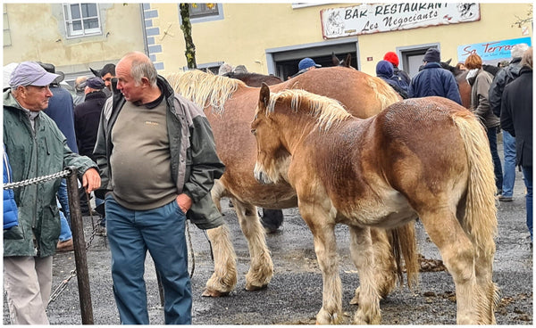 Fay-sur-Lignon, Foire de chevaux - vagabondphotos.ch