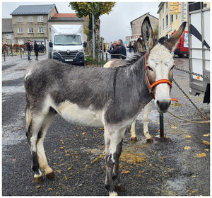 Fay-sur-Lignon, Foire de chevaux - vagabondphotos.ch