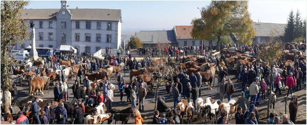 Fay-sur-Lignon, Foire de chevaux. - vagabondphotos.ch