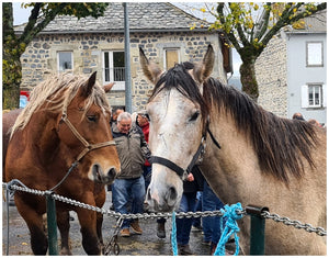 Fay-sur-Lignon, Foire de chevaux - vagabondphotos.ch