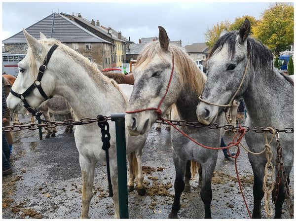 Fay-sur-Lignon, Foire de chevaux - vagabondphotos.ch