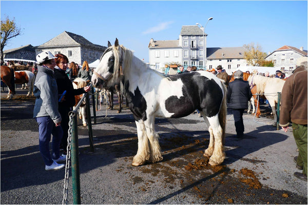 Fay-sur-Lignon, Foire de chevaux. - vagabondphotos.ch