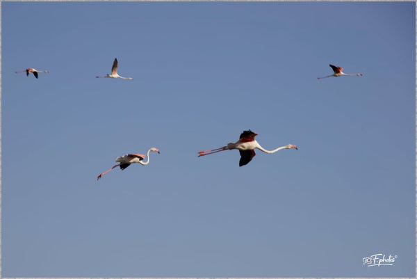 Flamand rose - vagabondphotos.ch