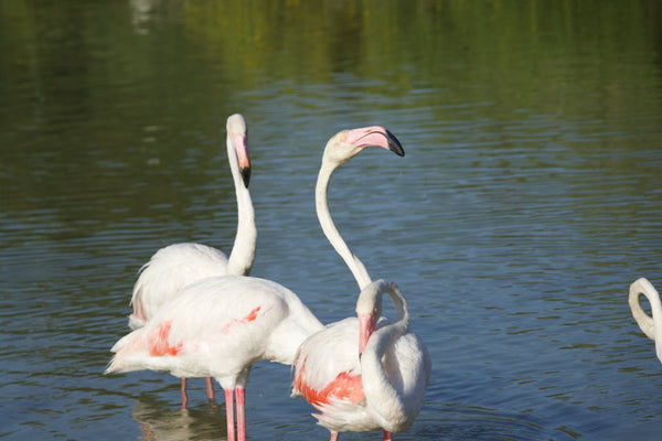 Flamand rose - vagabondphotos.ch