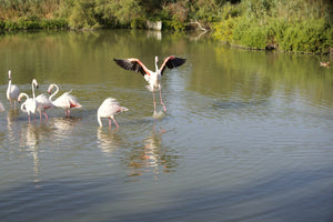 Flamand rose - vagabondphotos.ch