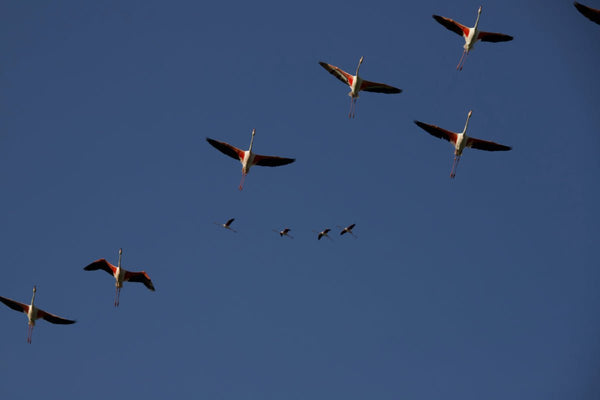 Flamand rose - vagabondphotos.ch