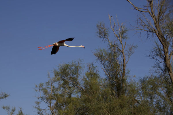 Flamand rose - vagabondphotos.ch