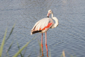 Flamand rose - vagabondphotos.ch