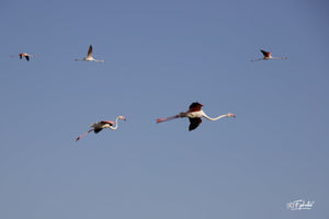 flamand roses - vagabondphotos.ch