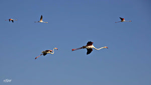 flamands roses - vagabondphotos.ch