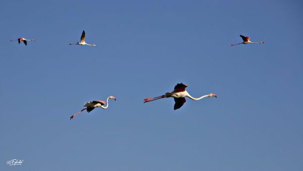 flamands roses - vagabondphotos.ch