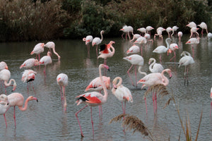 flamands roses - vagabondphotos.ch