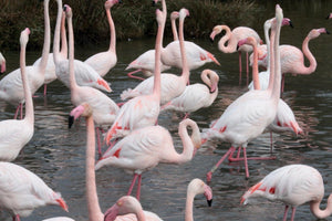 Flamands roses - vagabondphotos.ch