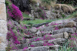 fleurs - vagabondphotos.ch