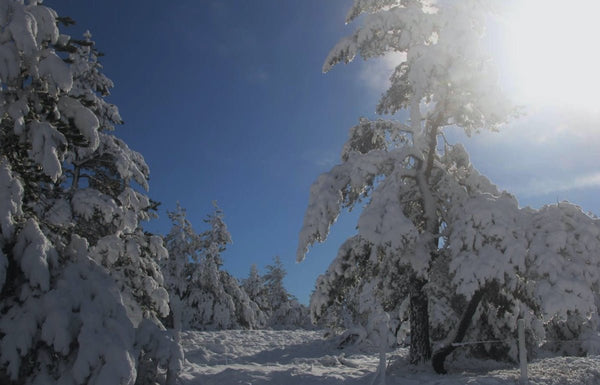 Foret sous la neige - vagabondphotos.ch