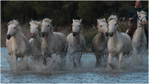 galop - vagabondphotos.ch