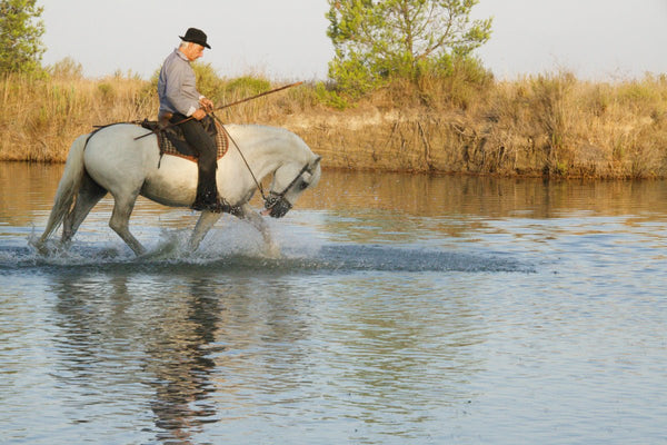 gardian dans l eau - vagabondphotos.ch