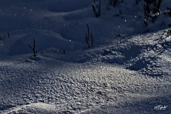 givre - vagabondphotos.ch