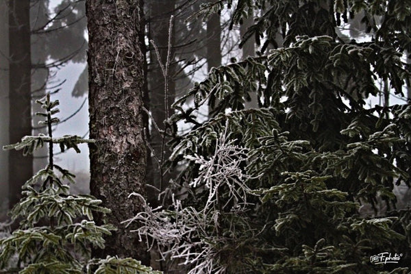 givre - vagabondphotos.ch