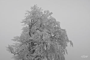 givre - vagabondphotos.ch