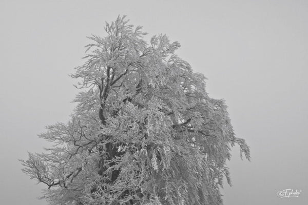 givre - vagabondphotos.ch