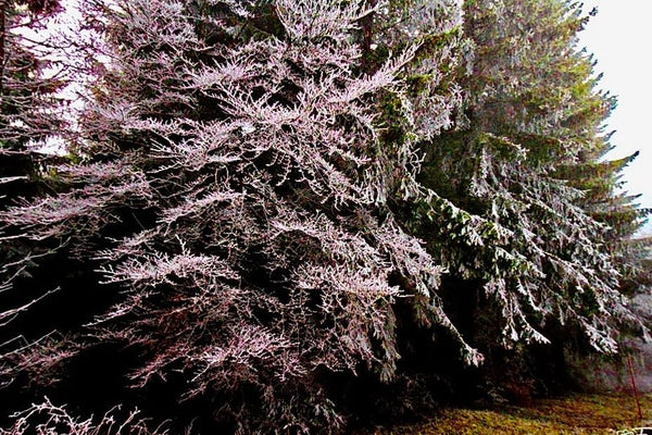 givre - vagabondphotos.ch