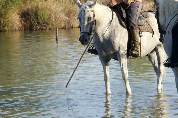 la canne du gardian - vagabondphotos.ch