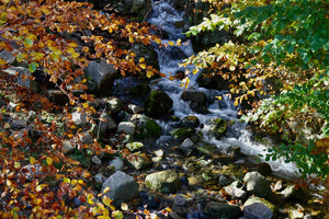 nature - vagabondphotos.ch