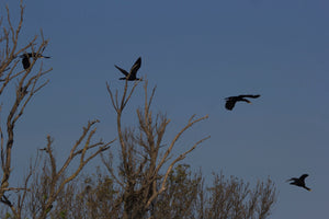 Oiseaux Comoran - vagabondphotos.ch