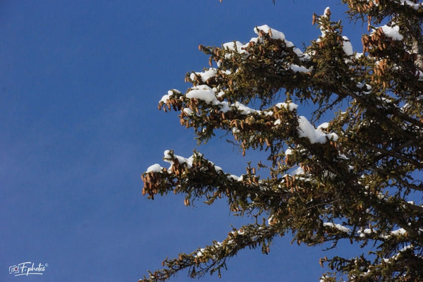 pives sapins - vagabondphotos.ch