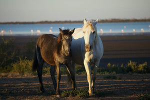 Poulin Camarguais - vagabondphotos.ch