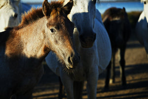 Poulin Camarguais - vagabondphotos.ch