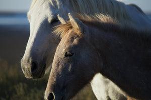 Poulin Camarguais - vagabondphotos.ch