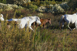 Poulin Camarguais - vagabondphotos.ch