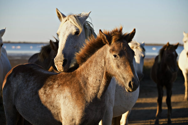 Poulin Camarguais - vagabondphotos.ch