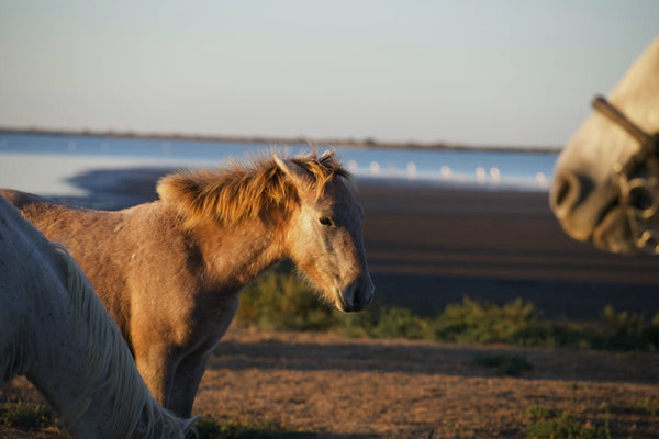 Poulin Camarguais - vagabondphotos.ch