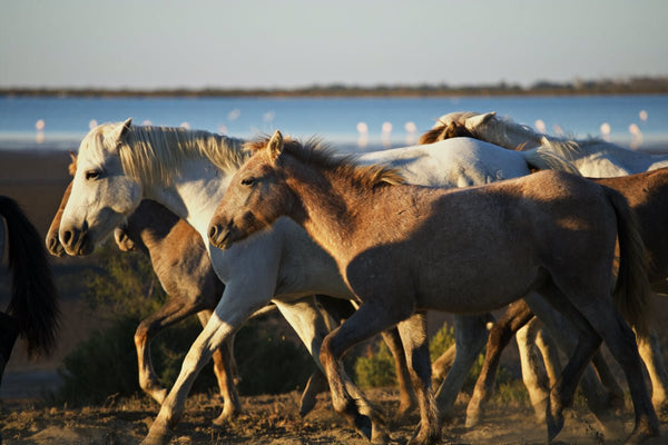 Poulin Camarguais - vagabondphotos.ch