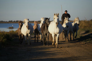 Poulin Camarguais - vagabondphotos.ch