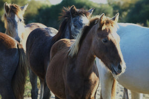 Poulin de Camarguais - vagabondphotos.ch