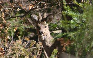 regard animal - vagabondphotos.ch