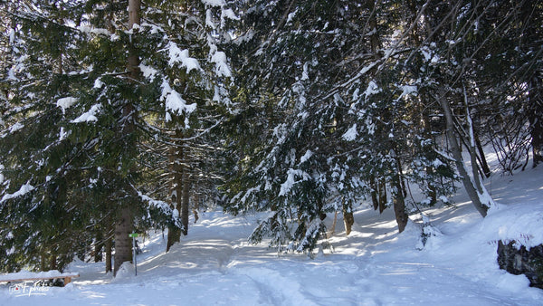 Sapins - vagabondphotos.ch